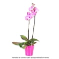 thumbnail image 1 of Orquídea premium en maceta, 1 of 4