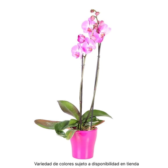 Orquídea premium en maceta