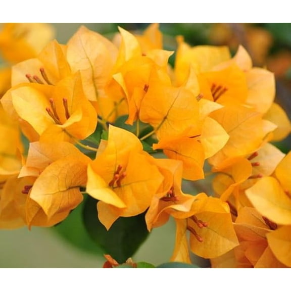 Set of 2 California Gold Bougainvillea Plant Live Bougainvillea Vine Climbing Flowers Well Rooted, 4-6"Tall