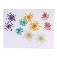 thumbnail image 1 of 10 piezas 1-2 cm de Ammi majus seca prensada para resina joyería colgante caja del teléfono artes y manualidades accesorios de Gloria Flor seca, 1 of 9