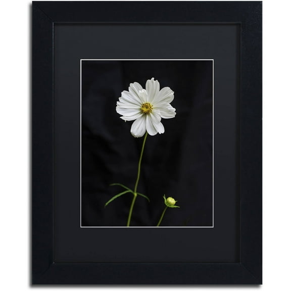 Trademark Fine Art "White Cosmos on Black" Canvas Art by Kurt Shaffer, Black Matte, Black Frame