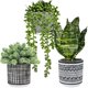 thumbnail image 1 of Set de plantas artificiales en maceta Winlyn Succulents Snake Plant x3, 1 of 9