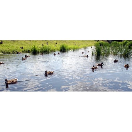 Peel N Stick Poster Of Bird Pond Torrent Crossword Wild Ducks