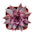 thumbnail image 3 of Sempervivum Red Lion (2"+ Plastic Pot) - Tiny, Lovely, Easy to Care Succulent for Beginners - Live Healthy Unique Succulent - Best Indoor Plant, 3 of 8
