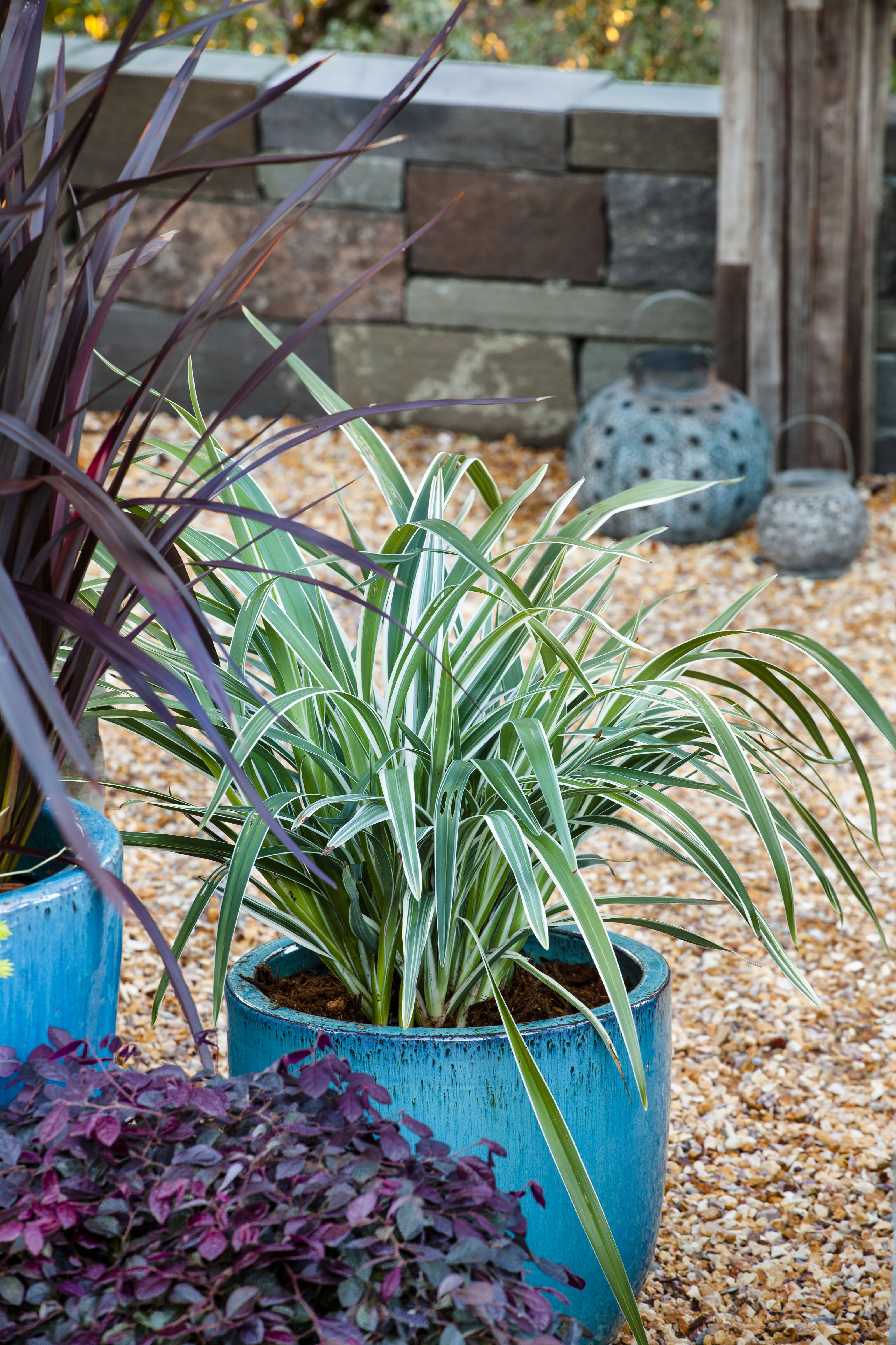 Expert Gardener Silver Streak Dianella (2.5 Quart) Flax Lily Perennial with Variegated Foliage