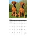 thumbnail image 3 of Willow Creek Press, Just Vizslas 2025 Wall Calendar, 3 of 4