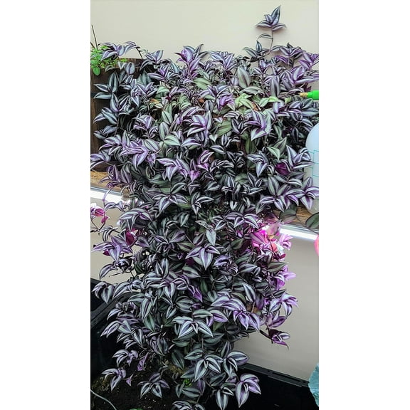 paperhome Wandering Jew - Tradescantia Zebrina - Inch P.Lant 9 Pcs C.uttings Silver Purple Burgundy