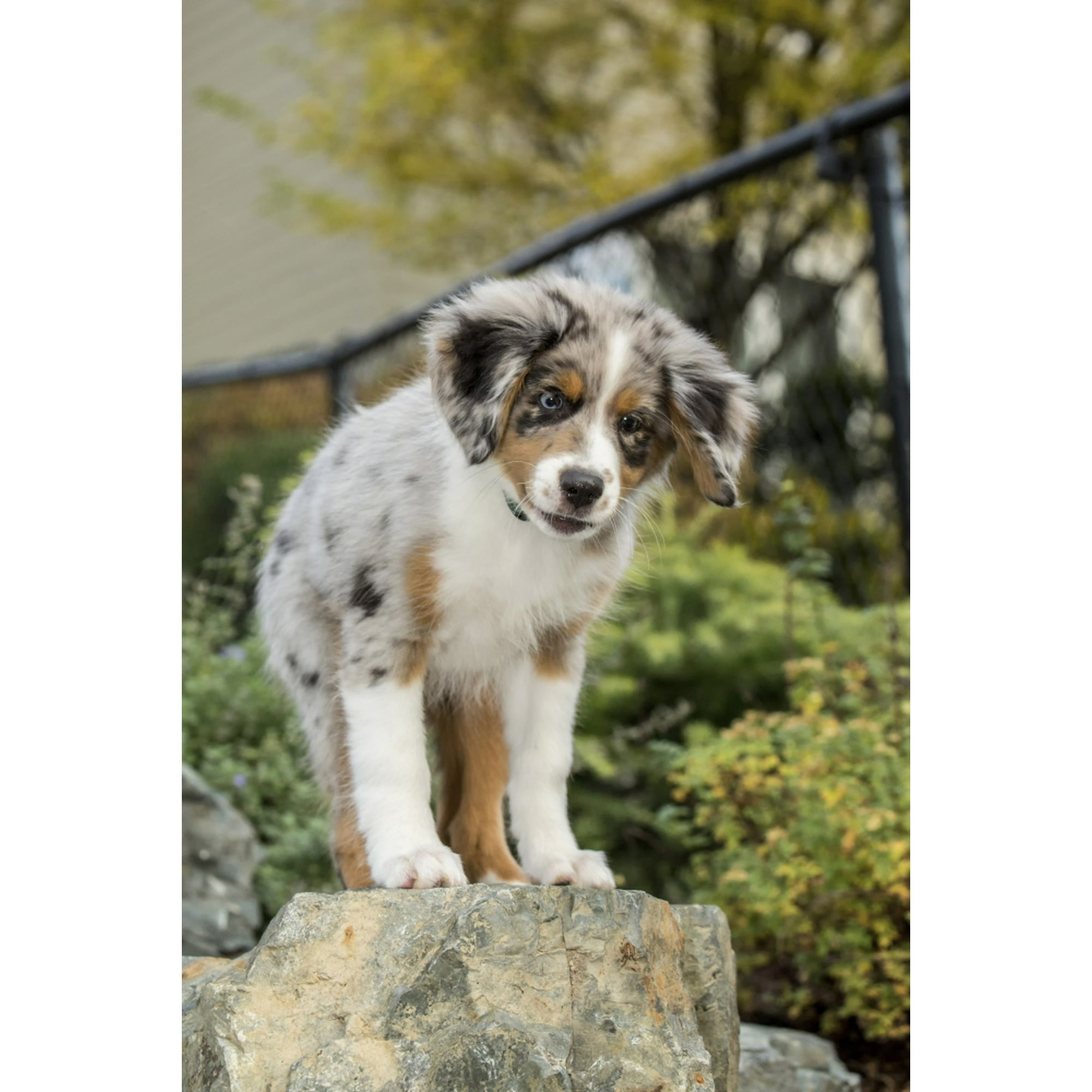 Three month old Blue Merle Australian Shepherd puppy Poster Print
