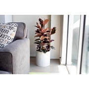 Root and Stock Brea Round Cylinder 12 Planter - White