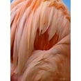 thumbnail image 2 of Fitzharris, Tim 19x24 Black Ornate Wood Framed with Double Matting Museum Art Print Titled - Caribbean Greater Flamingo Close-up of Back, 2 of 4