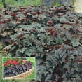 thumbnail image 2 of Palace Purple Coral Bells Potted Flowering Perennial Plant, in a 2.50 Qt. Pot, 2 of 4