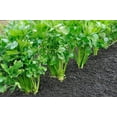 thumbnail image 2 of 1000 Seeds TALL UTAH CELERY Apium Graveolens Dulce Vegetable Seeds, 2 of 9
