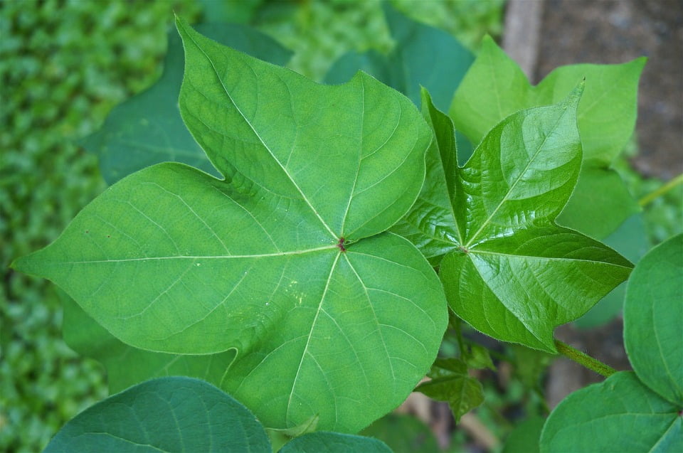 Garden Cotton Nature Leaves Cotton Plant Leaves20 Inch By 30 Inch