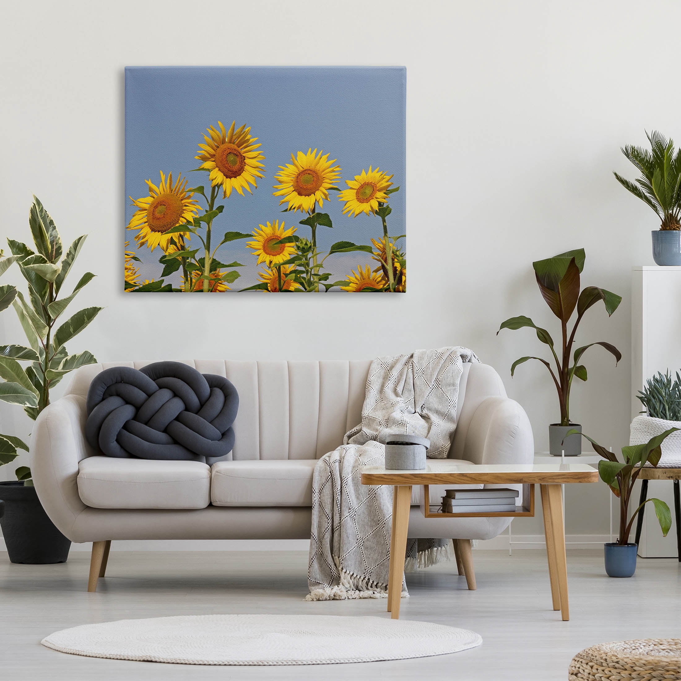Sunflower Field Clear Sky Botanical & Floral Photograph Gallery Wrapped Canvas Print Wall Art