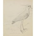 thumbnail image 2 of James Sowerby 12x14 Black Ornate Wood Framed Double Matted Museum Art Print Titled: A Lapwing, 2 of 5