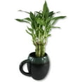 thumbnail image 5 of Lucky Indoor Bamboo - Live Plants - Ships Bare Root - 100-Pack of 6 Inch Straight Stalks - Air Purifying Feng-Shui Zen Garden Houseplants, 5 of 5