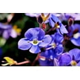 thumbnail image 3 of 25 CREEPING BLUE SPEEDWELL Veronica Repens Groundcover Flower Seeds, 3 of 8