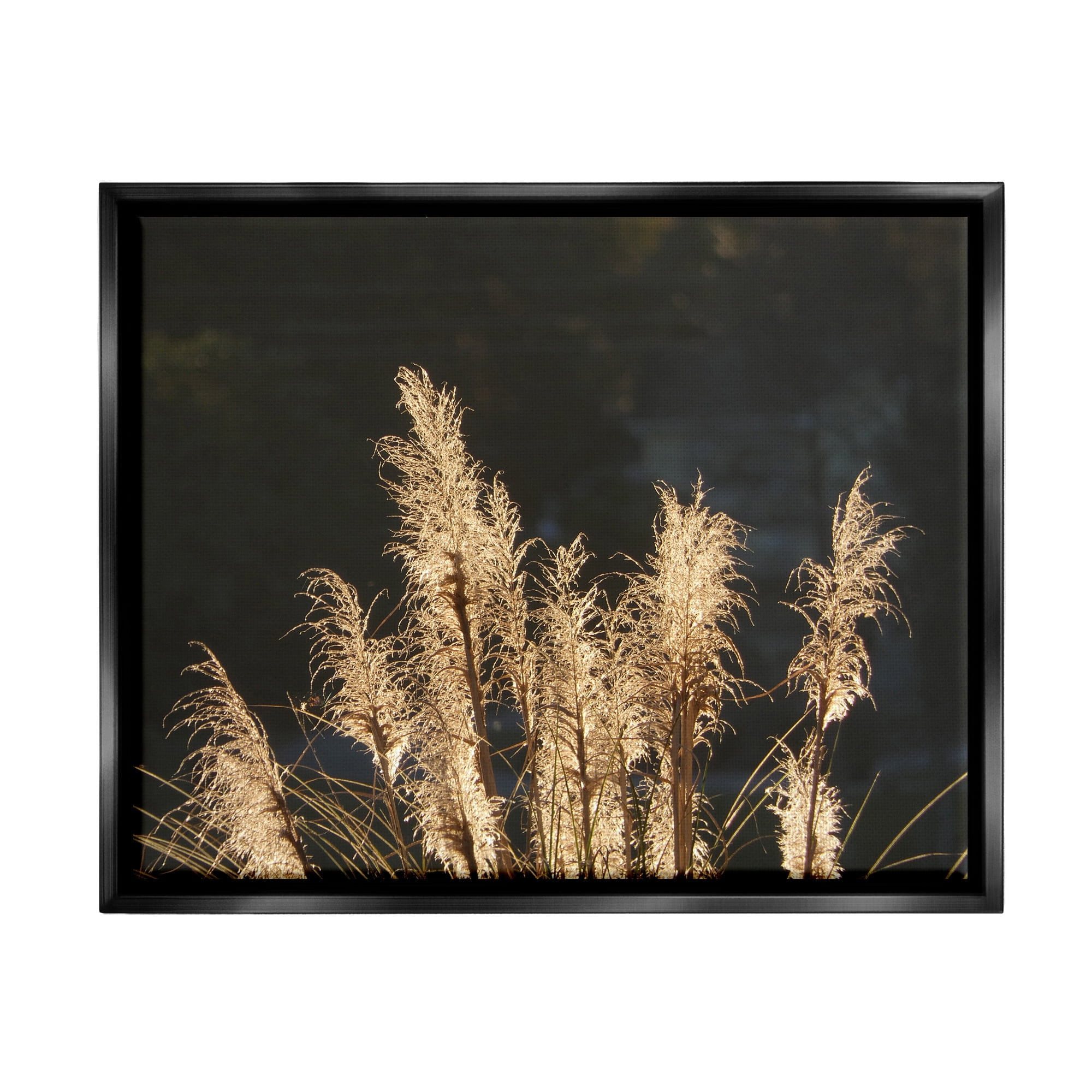 Stupell Industries Moonlit Pampas Grass Rural Reeds Plant Botanicals Photograph Metallic Gold Floating Framed Canvas Print Wall Art, Design by Gail Peck