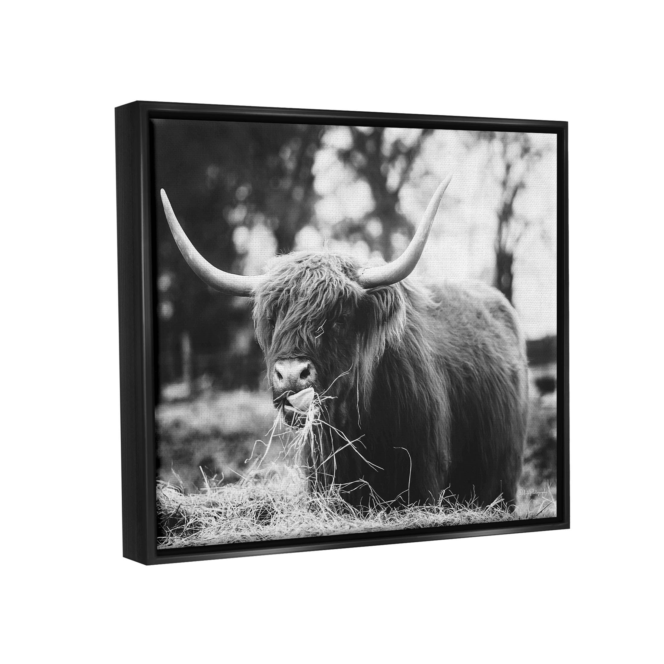 Highland Cattle Tongue Lick Grass Animals & Insects Photograph Jet Black Framed Art Print Wall Art