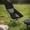 Black, variant on Outdoor Folding Portable Chair, Camping Leisure Chair, Barbecue and Fishing Chair, Lightweight Foldable Seat, Ideal for Outdoor Activities