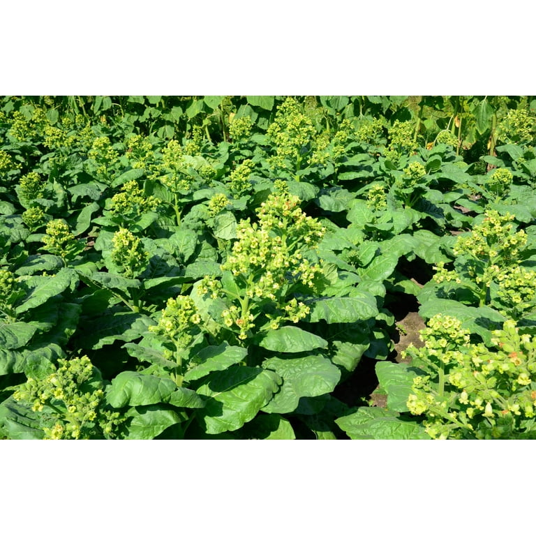 tobacco seeds walmart 250 AZTEC TOBACCO Midewiwan Sacred Nicotiana Rustica Yellow Flower Herb Seeds
