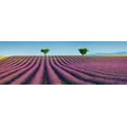 thumbnail image 2 of Krahmer, Frank 14x7 Black Ornate Wood Framed with Double Matting Museum Art Print Titled - Lavender field, Provence, France, 2 of 4