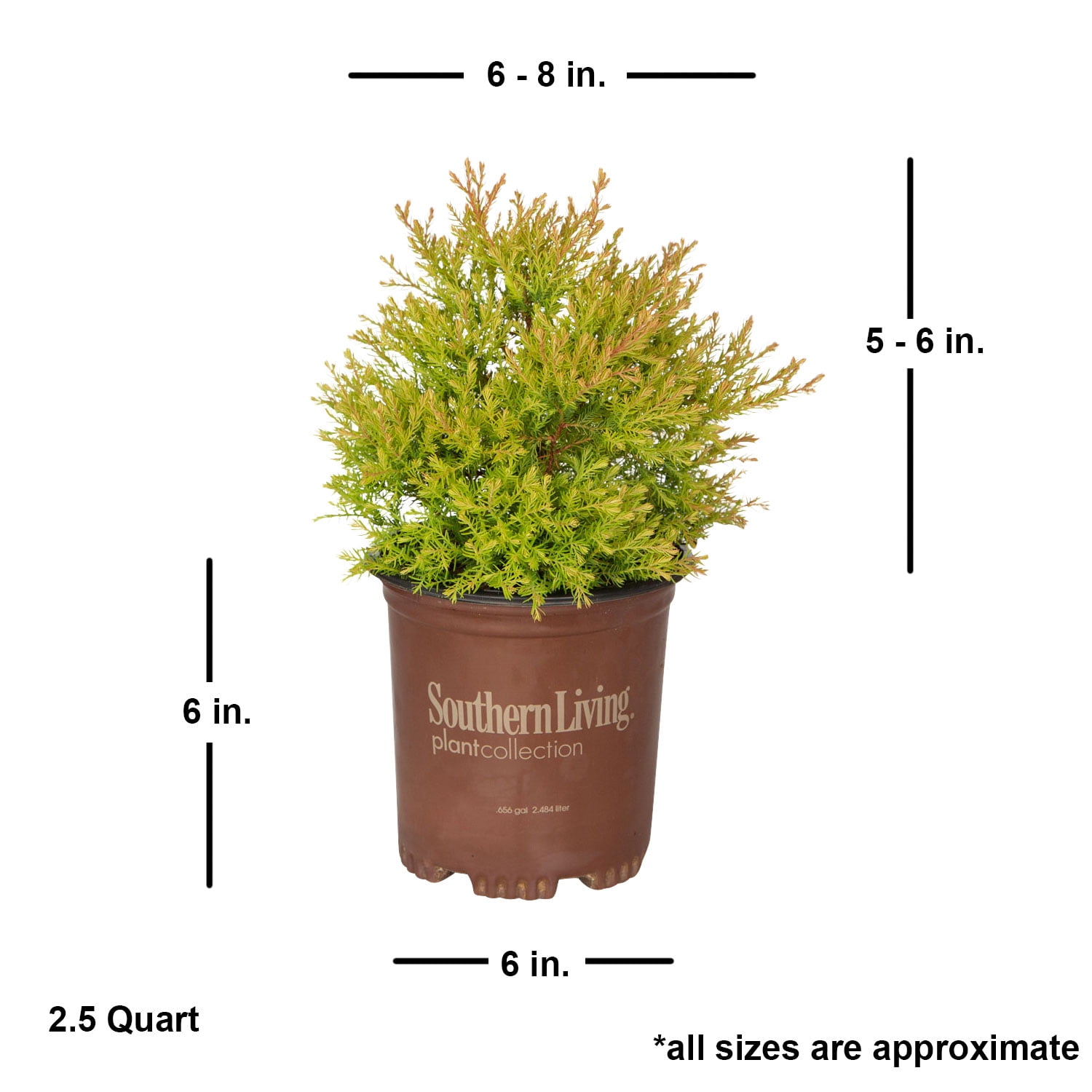 Southern Living Fire Chief Arborvitae Live Shrub in 2.5-Quart Grower Pot