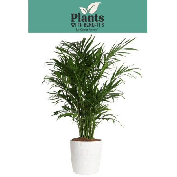 Costa Farms Plants with Benefits Live Indoor 32in. Tall Green Cat Palm; Bright, Indirect