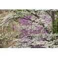 thumbnail image 2 of Jones, Adam 24x17 Black Ornate Wood Framed with Double Matting Museum Art Print Titled - Flowering dogwood tree and distant Eastern redbud-Kentucky, 2 of 4