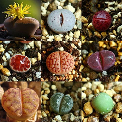 Sempervivum Cyclops Exotic Echeveria  Succulent Seeds Cactus Stone Lithops 80Pcs 