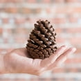 thumbnail image 4 of Pine Cone Decoration, 4 of 7