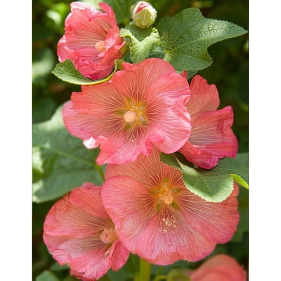 25 Pink Orange Hollyhock Seeds – Tall Perennial Cottage Garden Flower – Pollinator Friendly Blooming Plants