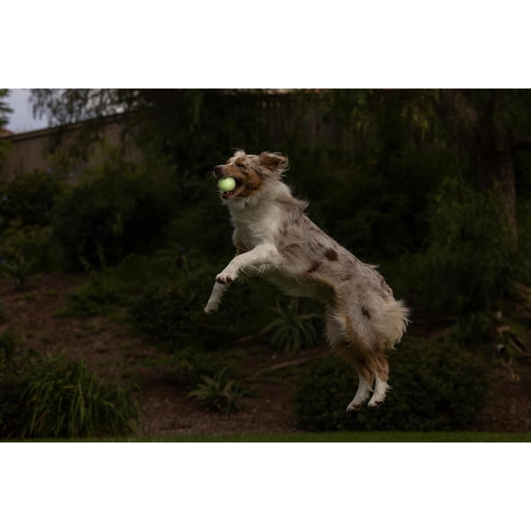Chuckit! Max Glow Rubber Dog Ball Fetch Toy, Medium photo 2