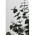 thumbnail image 2 of Artographie Studio 23x32 Black Ornate Wood Framed with Double Matting Museum Art Print Titled - Eucalyptus Natural 08, 2 of 4