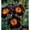 A, variant on Daylily Bulbs, Mixed Hemerocallis Bare Root Plants, Perennial Flower Roots for Garden Beds, Borders, Patio Containers