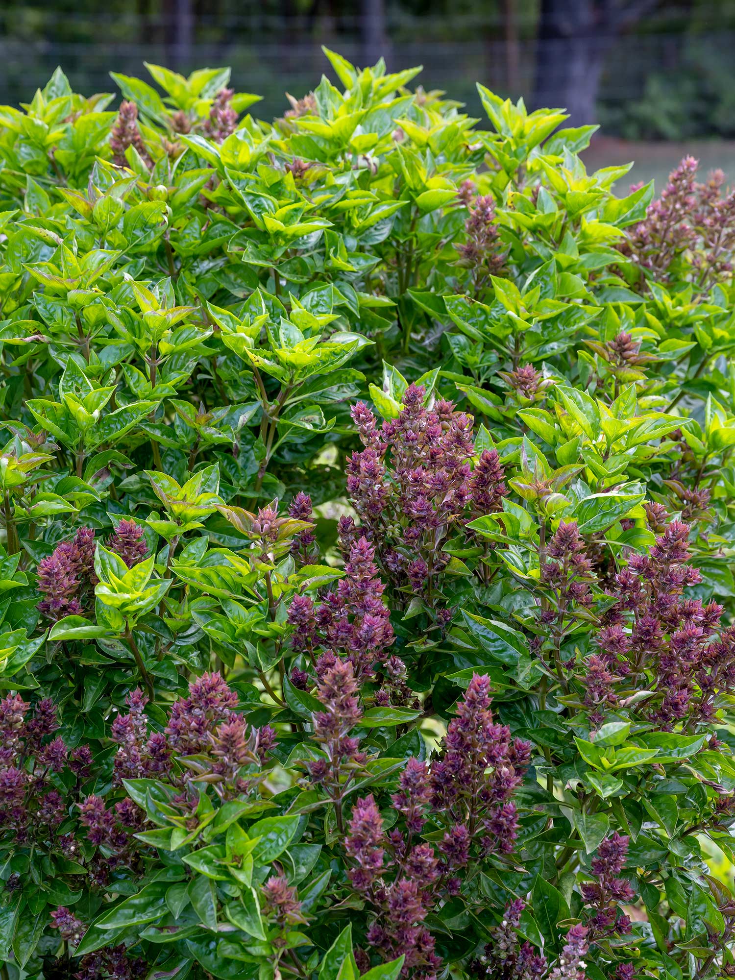 Burpee Batik Basil Annual Herb Seed, 1-Pack, Full Sun
