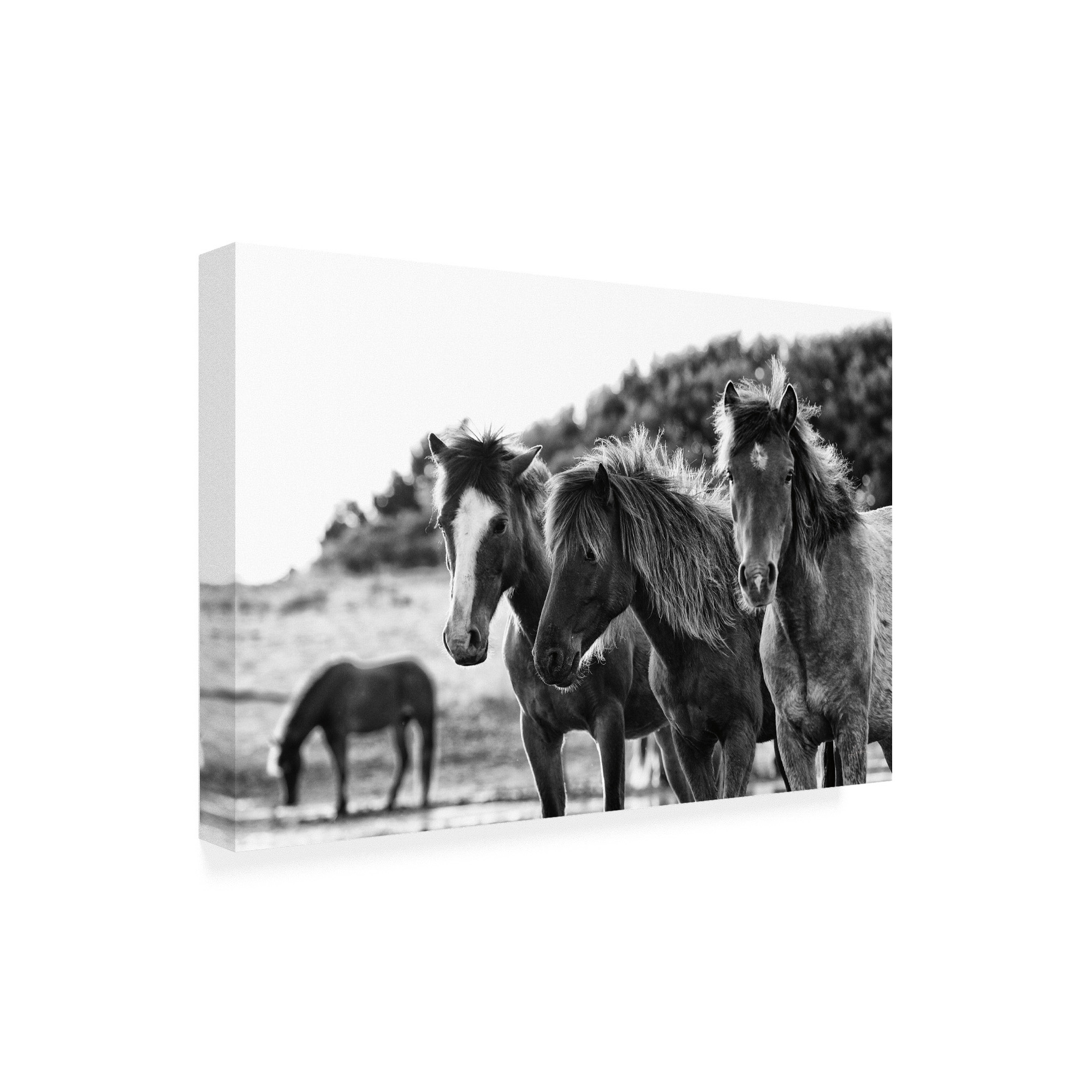 Trademark Fine Art 'Horses Three' Canvas Art by Aledanda