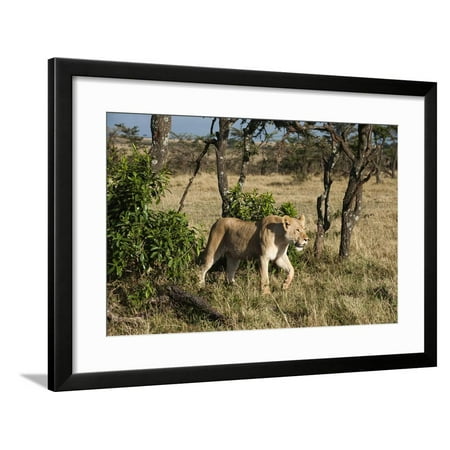 Lion Masai Mara Kenya  Framed Print Wall Art  By Sergio 