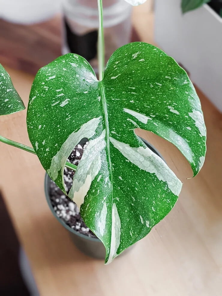 ⭐ PREMIUM Thai Constellation Monstera Potting Mix - Retains Moisture and Promotes Healthy Root Growth by Gardenera - 5 Quart