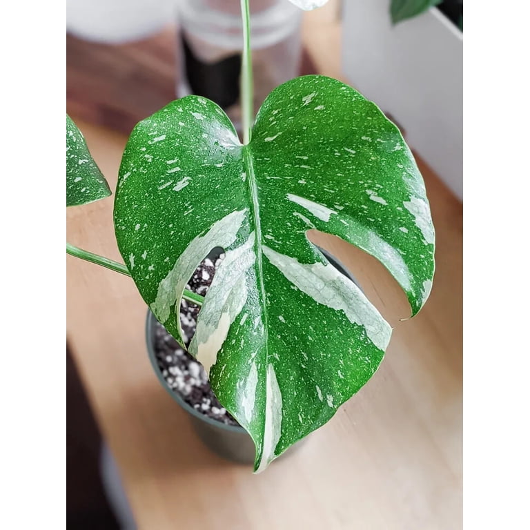philodendron green congo nuclear Philodendron Green Congo Nuclear Variegated 4