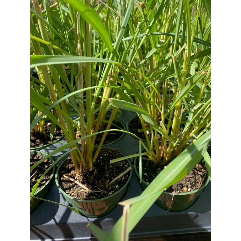Ohio Grown Lemon Grass Plant - Cymbopogon - Also Repels Mosquitos - 4