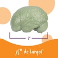 thumbnail image 4 of Sección transversal de recursos de aprendizaje de modelos cerebrales, 2 piezas, 7 o más, 4 of 6