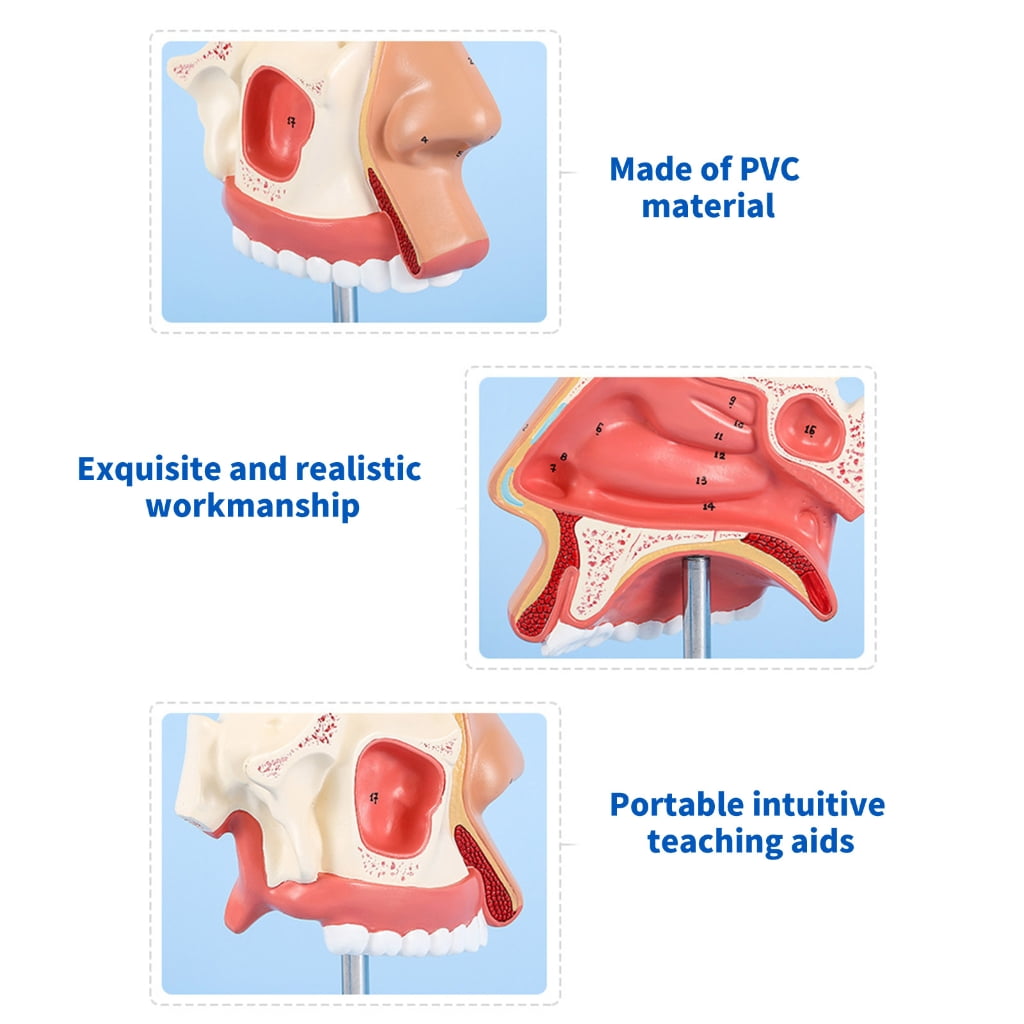 Anatomical Nasal Cavity Model Life Size Nasal Anatomy Model Model