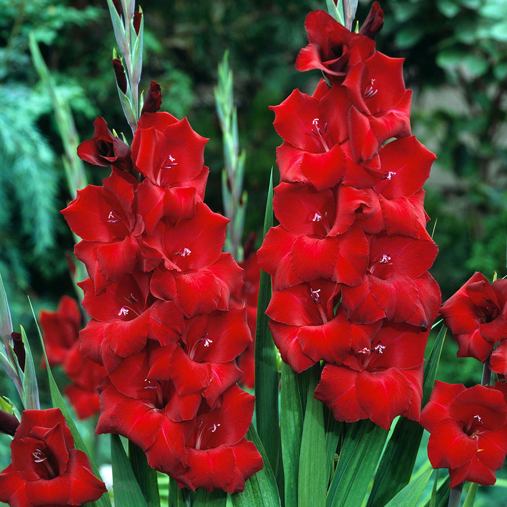 Oscar Large Flowering Gladiolus 8 Bulbs 14/+ cm