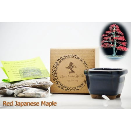 9GreenBox - Red Japanese Maple Bonsai Seed Kit- Gift - Complete Kit to Grow  Red Japanese Maple  Bonsai from