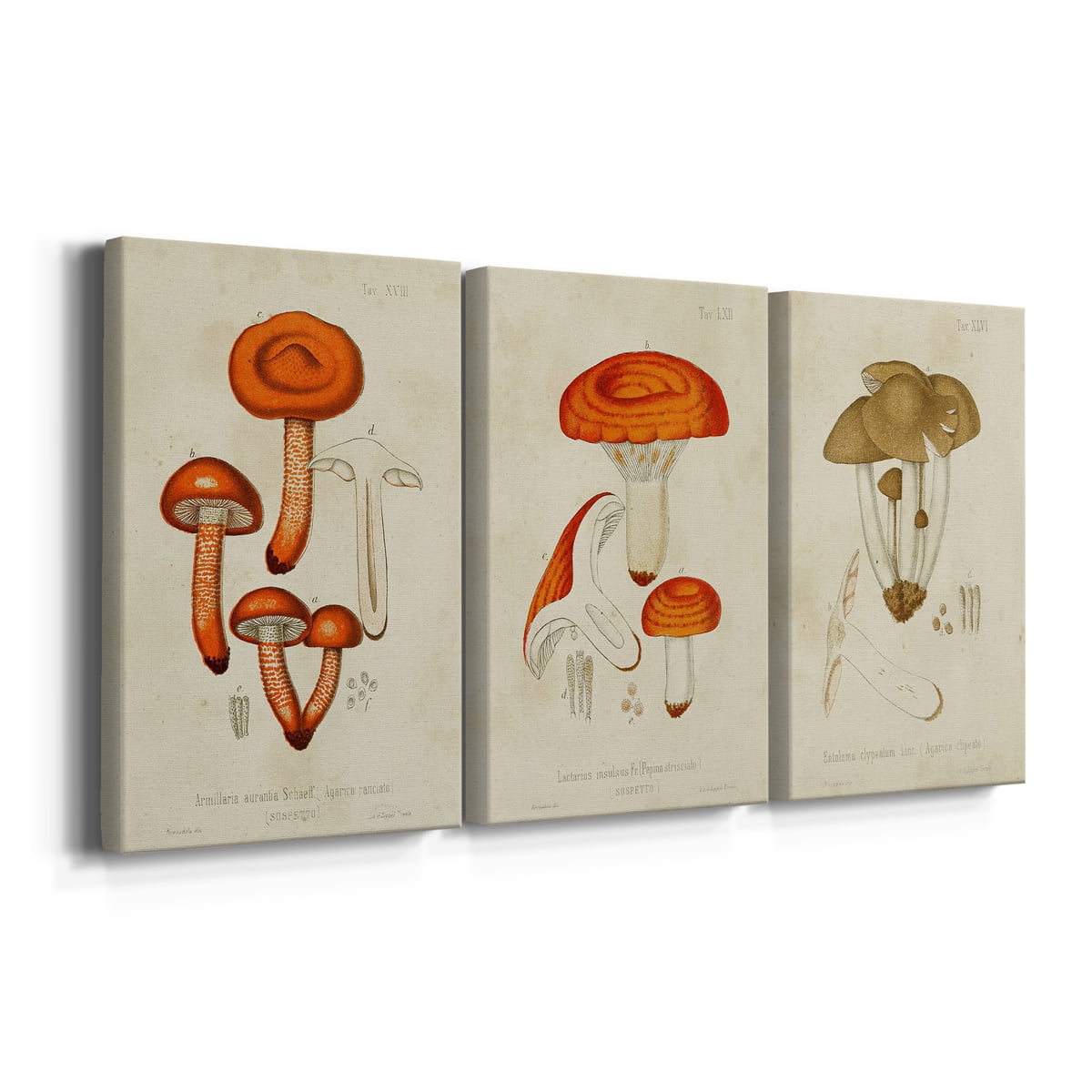Mushroom Varieties IV Premium Gallery Wrapped Canvas - Ready to Hang - 24 x 36 Each
