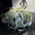 thumbnail image 2 of Silver Beauty Airplant -Tillandsia xerographica- 8" Diameter, 2 of 4