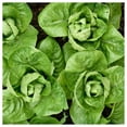 thumbnail image 4 of Everwilde Farms - 1000 Little Gem Butterhead Lettuce Seeds - Gold Vault Jumbo Bulk Seed Packet, 4 of 5