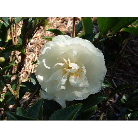 Mine No Yuki White Camellia Sasanqua - Live Plant - ( 2.5 Quart ) - Fall Blooms