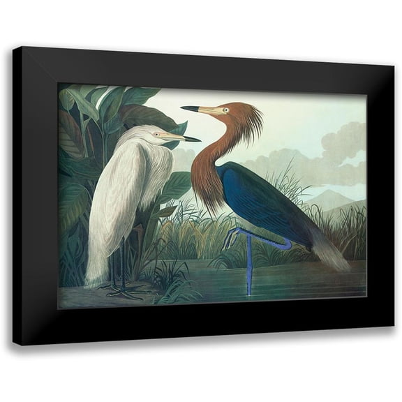 Audubon, John James 14x11 Black Modern Framed Museum Art Print Titled - Purple Heron